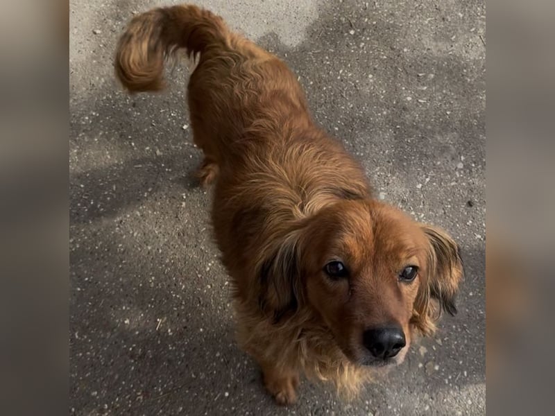 HERSHEYS ZWEITE CHANCE AUFS LEBEN