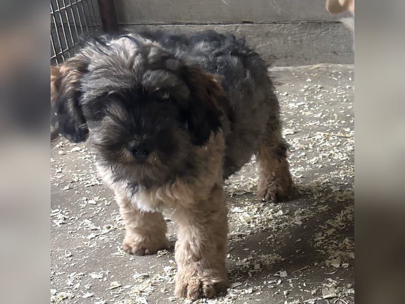 TEDDY - KLEINER ENTDECKER