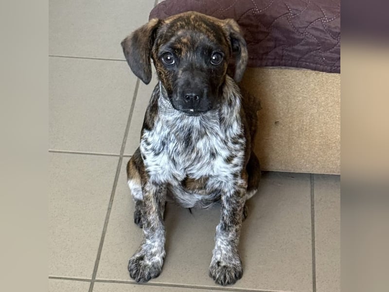 Romy - Großes Herz, kleine Pfoten