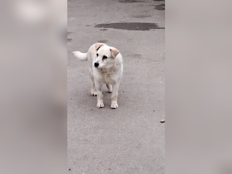 BARKA - ALLEIN ZURÜCK GELASSEN
