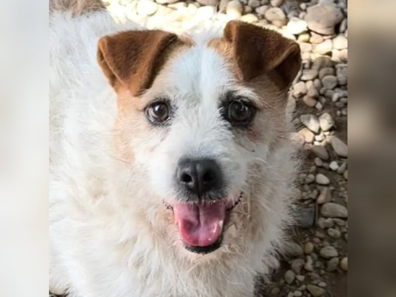 Zsani - Heimathafen gesucht!