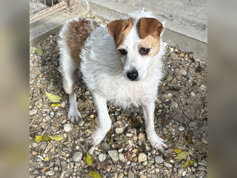 Zsani - Heimathafen gesucht!