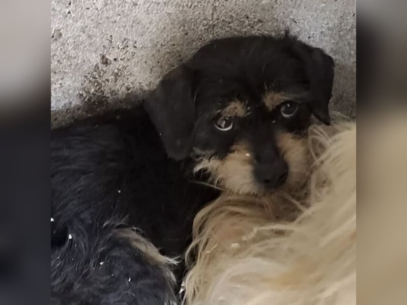 Biggiwi - leise Hoffnung