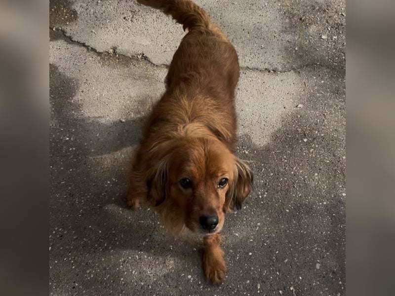 HERSHEYS ZWEITE CHANCE AUFS LEBEN