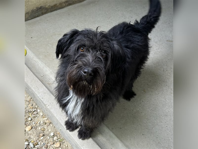 MORGO - BESITZER VERSTORBEN