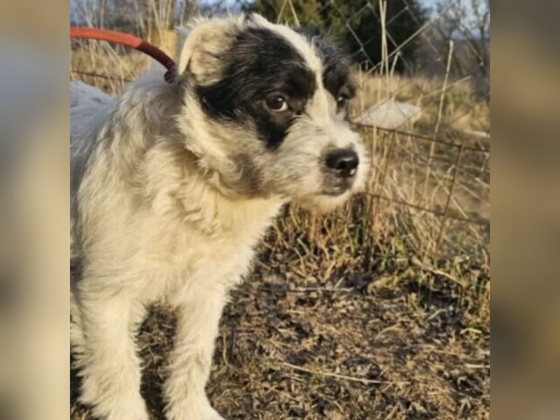 NIMERIA - VOLLER LIEBE