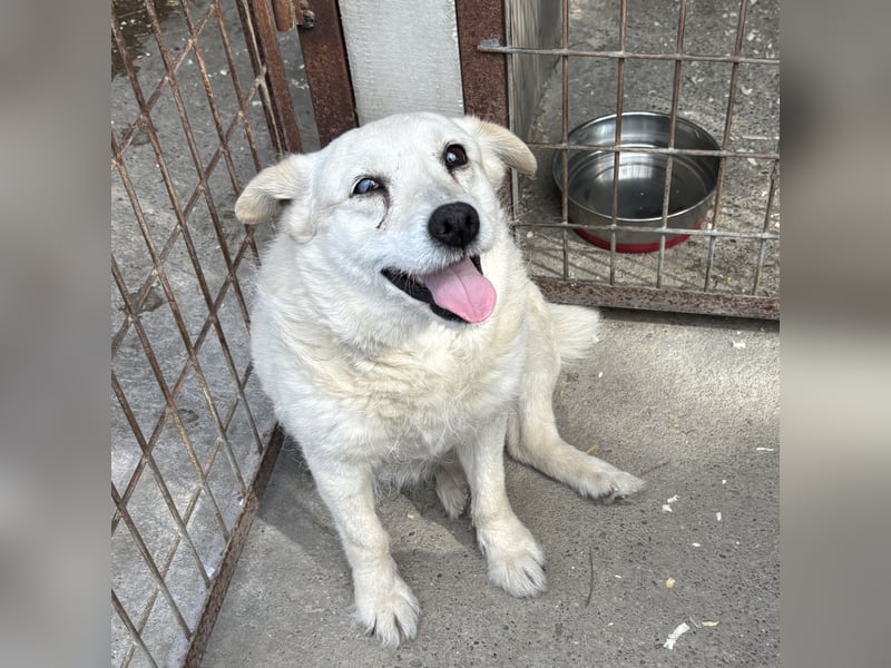 BARKA - ALLEIN ZURÜCK GELASSEN