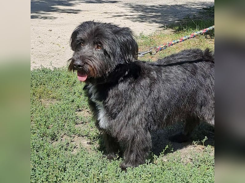 MORGO - BESITZER VERSTORBEN