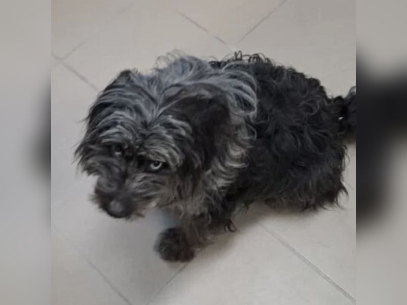 NADENA - FREUNDLICHE HÜNDIN