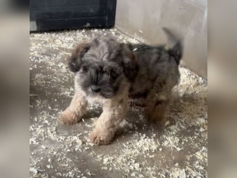 TEDDY - KLEINER ENTDECKER