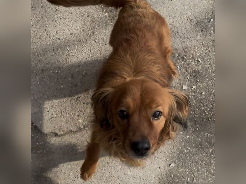 HERSHEYS ZWEITE CHANCE AUFS LEBEN