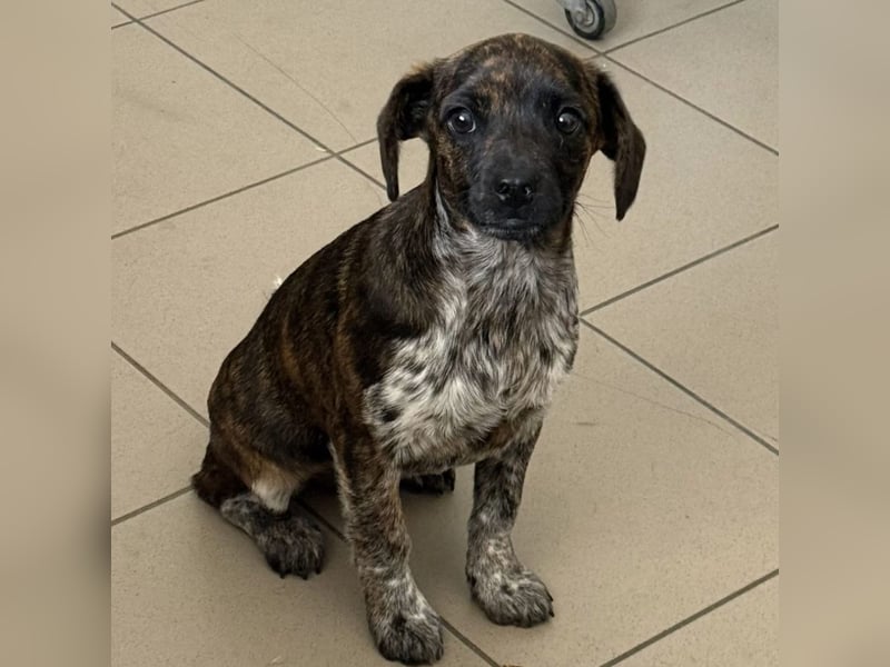 Romy - Großes Herz, kleine Pfoten