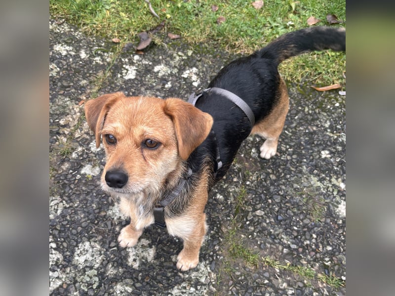 CSÍBORA – JUNGE HÜNDIN MIT GROSSEM HERZ