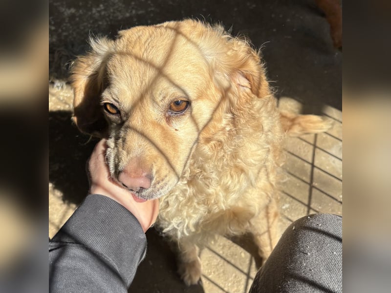 DERIA - ALLEIN ZURÜCK GELASSEN