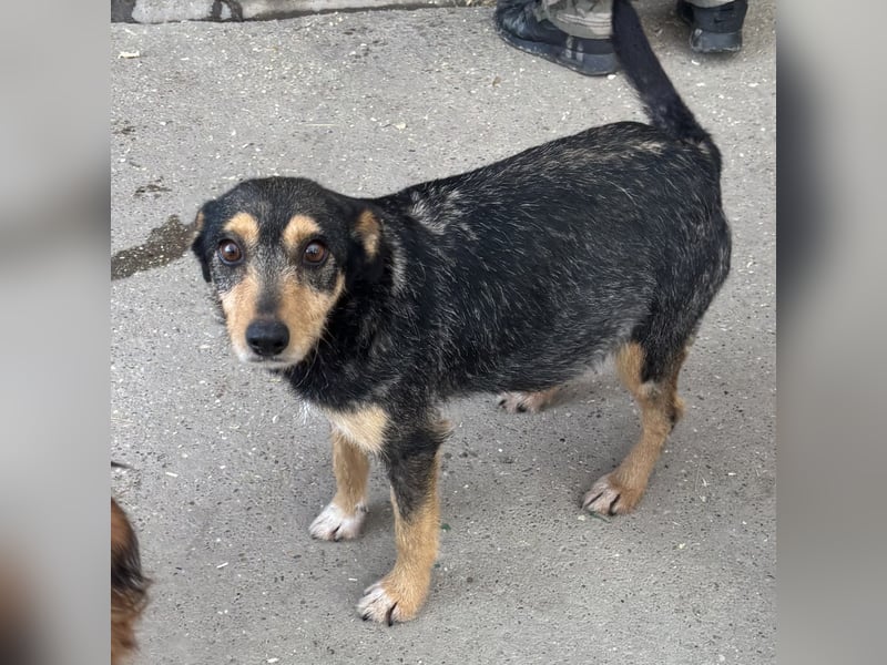 Loxi - ein Herz auf vier Pfoten