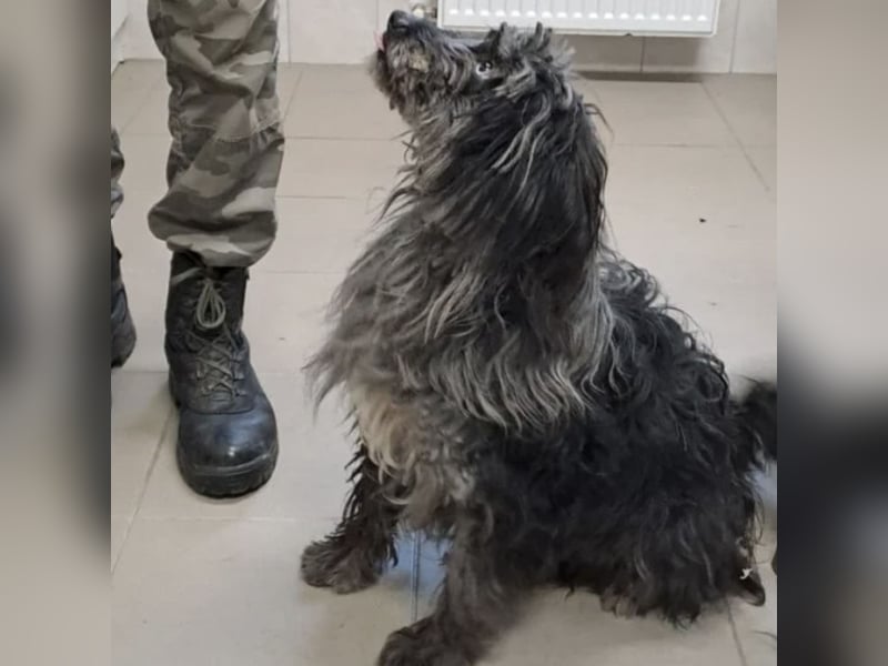 NADENA - FREUNDLICHE HÜNDIN