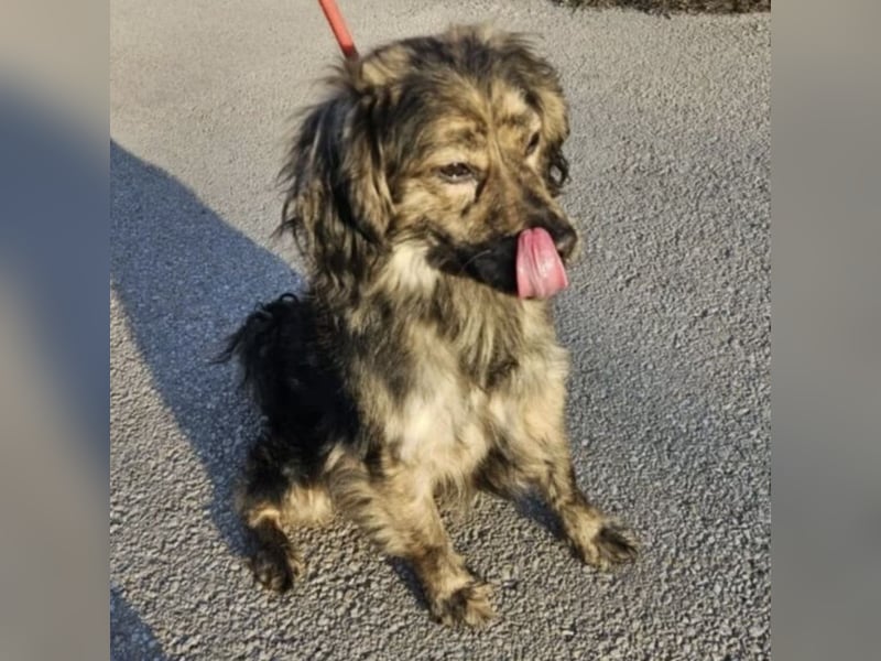 Forest sucht das Abenteuer