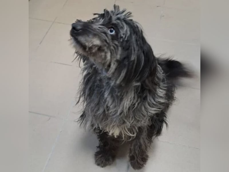 NADENA - FREUNDLICHE HÜNDIN