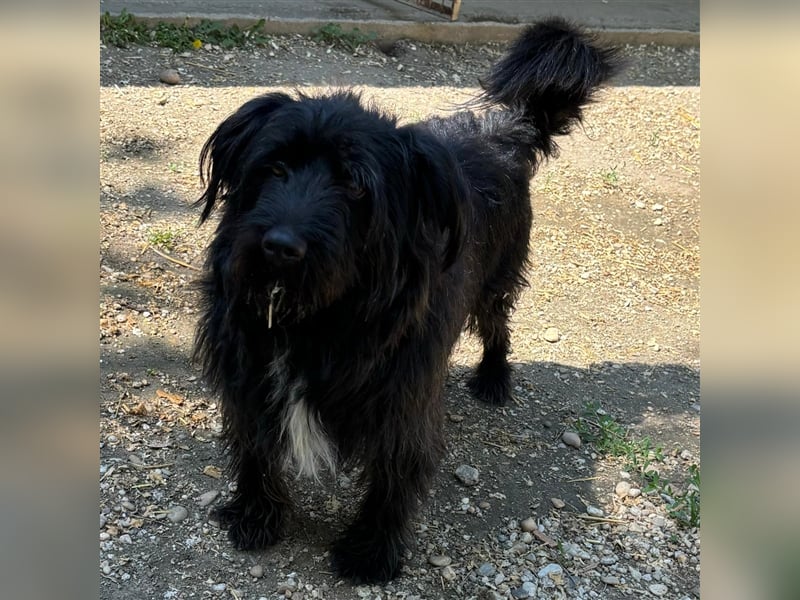 MORGO - BESITZER VERSTORBEN