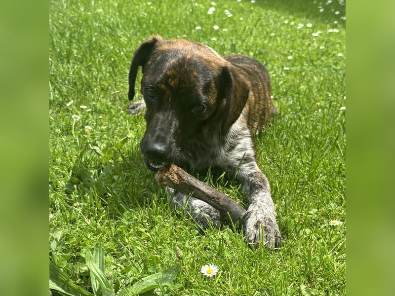 Romy - Großes Herz, kleine Pfoten