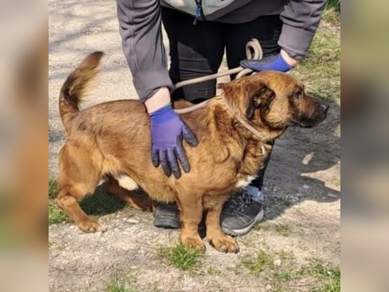 GONZI MÖCHTE ENDLICH LOSSPAZIEREN