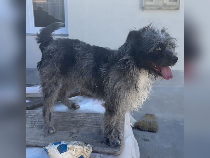 ROXANNE -  TEMPERARMENTVOLLE HÜNDIN