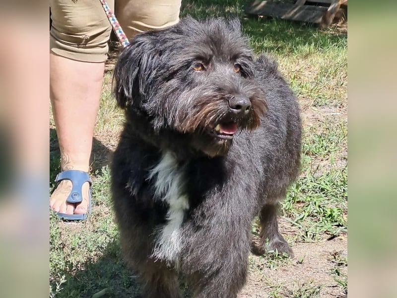 MORGO - BESITZER VERSTORBEN