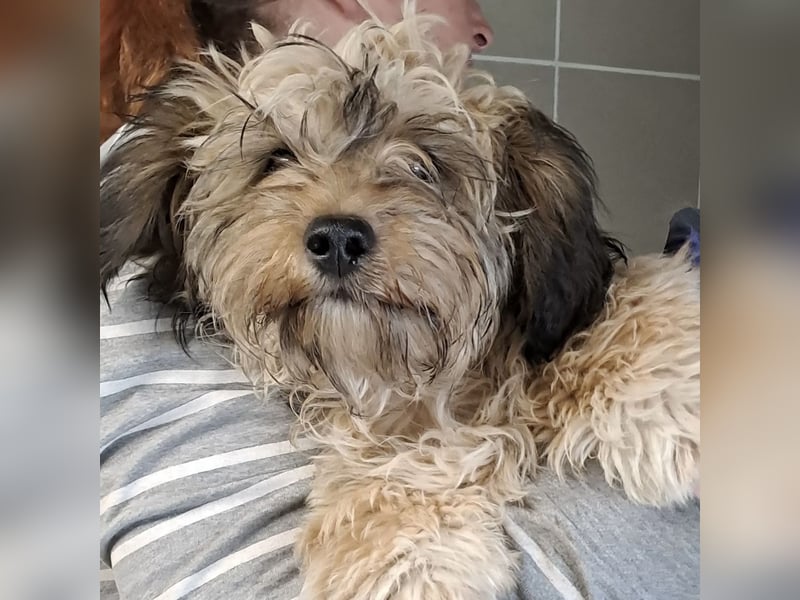 Bolyhika - vom Straßenleben ins Herz