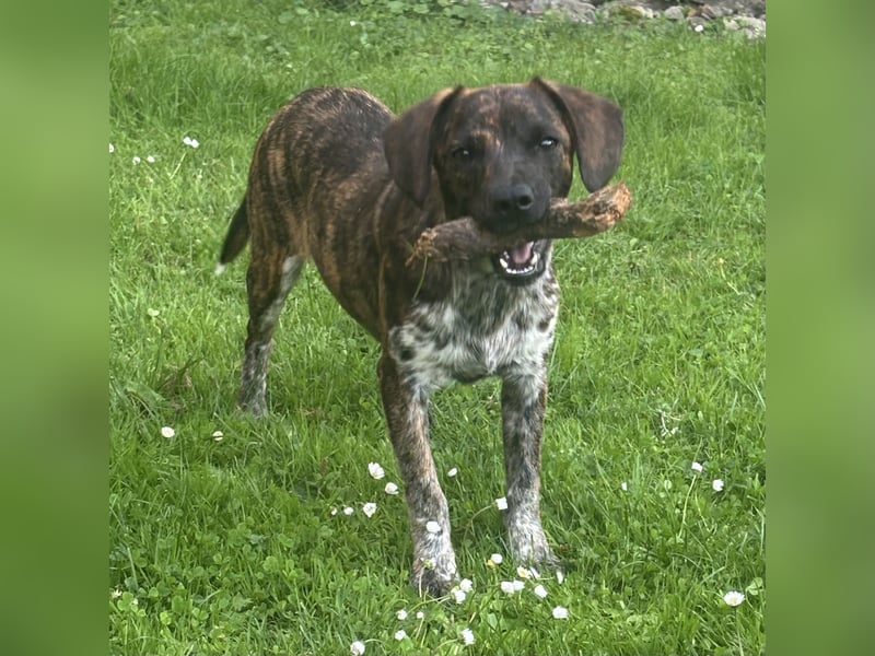 Romy - Großes Herz, kleine Pfoten