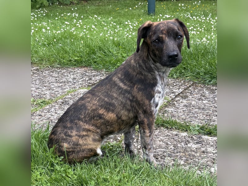 Romy - Großes Herz, kleine Pfoten