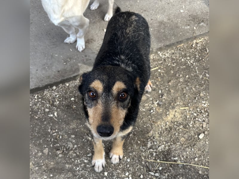 Loxi - ein Herz auf vier Pfoten