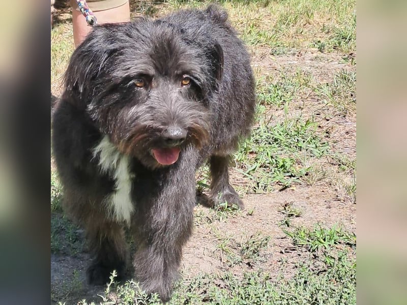 MORGO - BESITZER VERSTORBEN