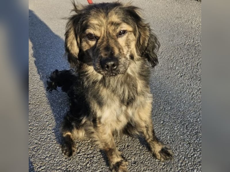 Forest sucht das Abenteuer