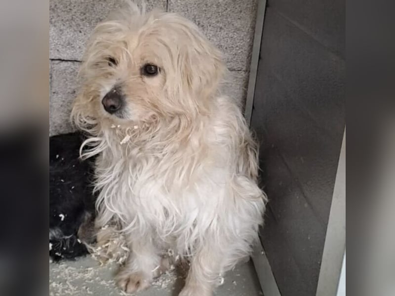 Toffi - bereit für Liebe