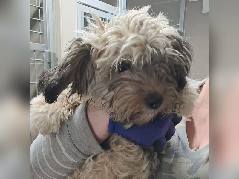 Bolyhika - vom Straßenleben ins Herz