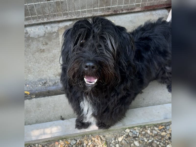 MORGO - BESITZER VERSTORBEN