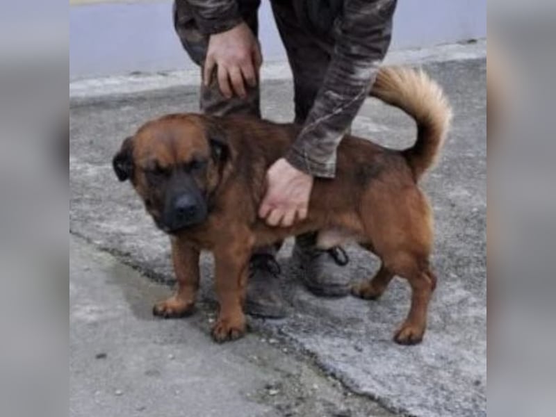 GONZI MÖCHTE ENDLICH LOSSPAZIEREN