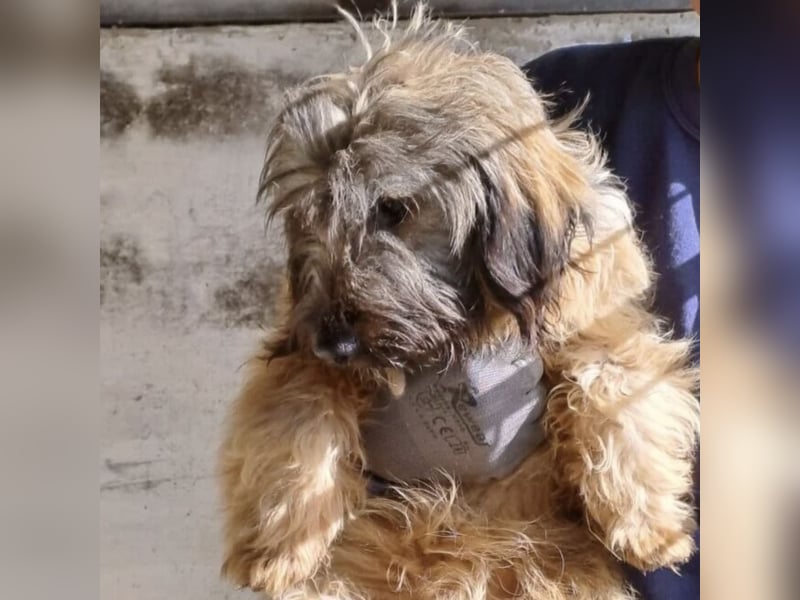 CSOMI SUCHT LIEBEVOLLES ZUHAUSE