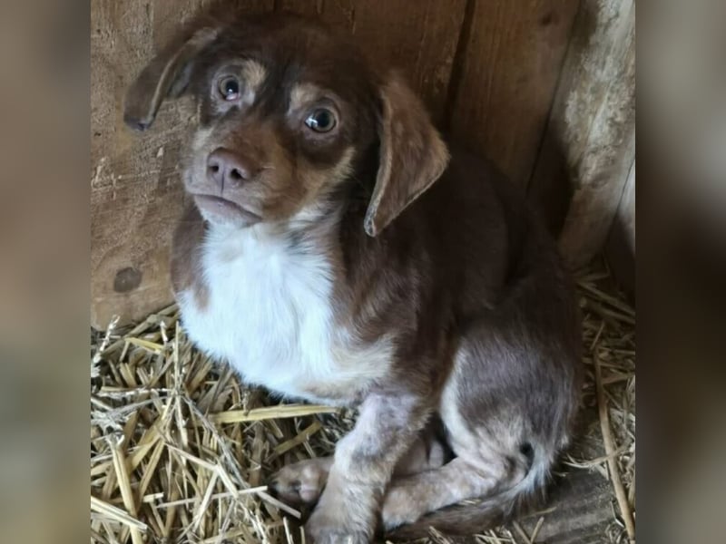 PETYA - VOLLER HOFFNUNG