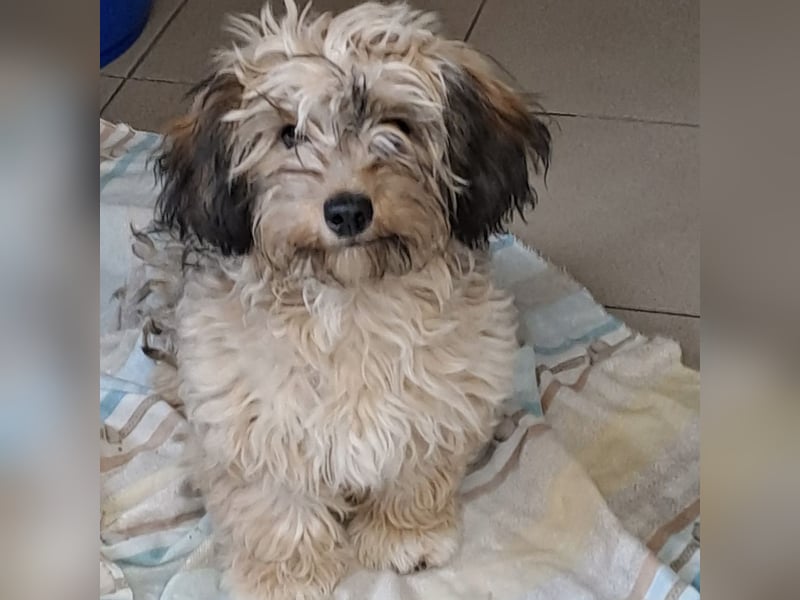 Bolyhika - vom Straßenleben ins Herz