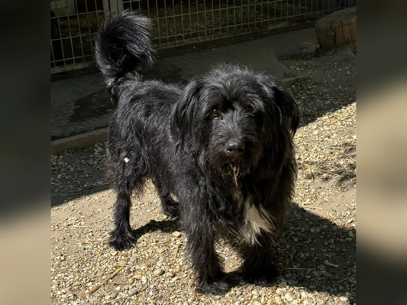 MORGO - BESITZER VERSTORBEN