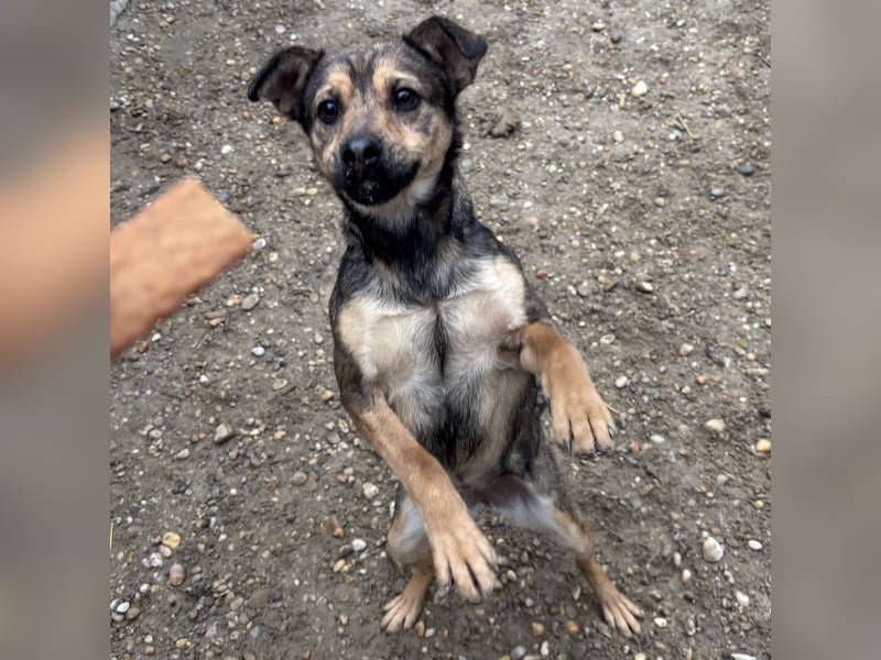 BORIKA IST NOCH SCHÜCHTERN