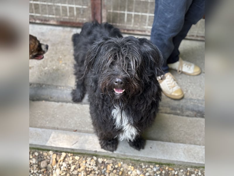 MORGO - BESITZER VERSTORBEN