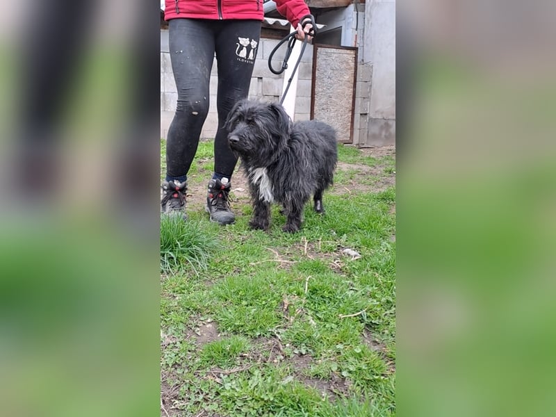 MORGO - BESITZER VERSTORBEN