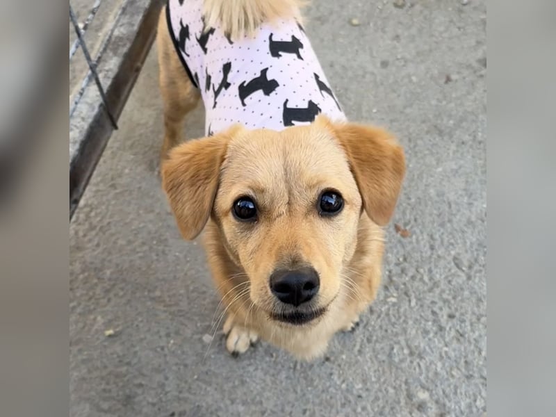 MANNY - AUFGEWECKTE HÜNDIN