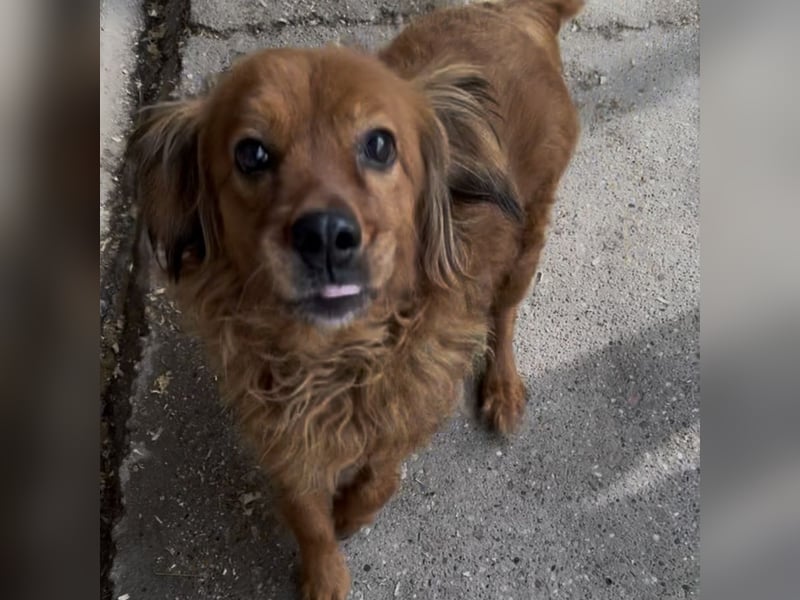 HERSHEYS ZWEITE CHANCE AUFS LEBEN