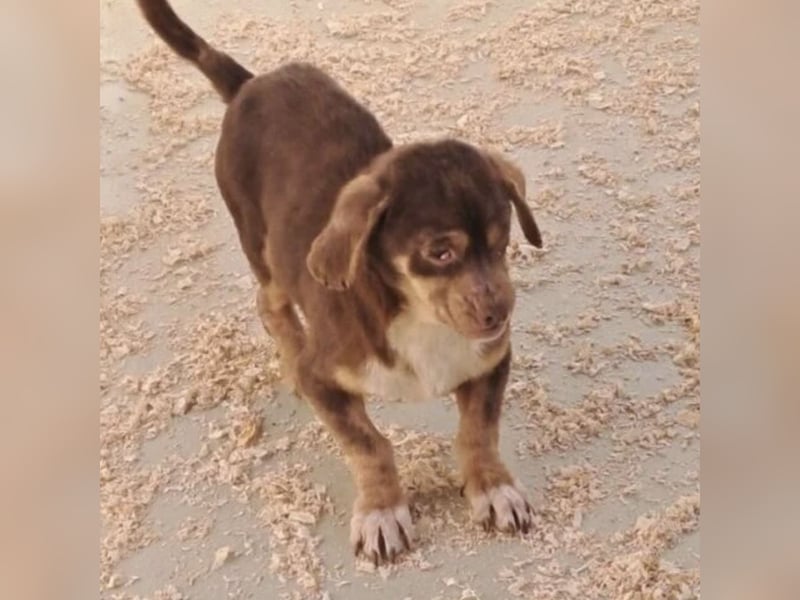 PETYA - VOLLER HOFFNUNG