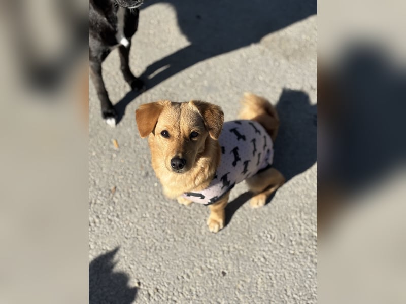 MANNY - AUFGEWECKTE HÜNDIN