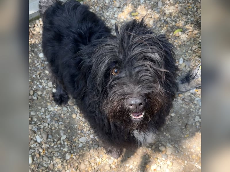 MORGO - BESITZER VERSTORBEN