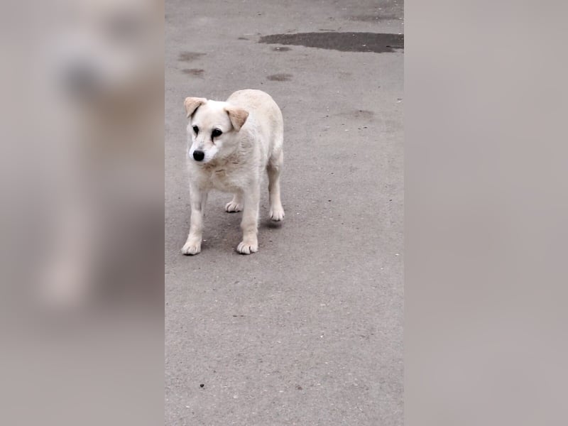 BARKA - ALLEIN ZURÜCK GELASSEN